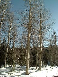 A winter wonderland